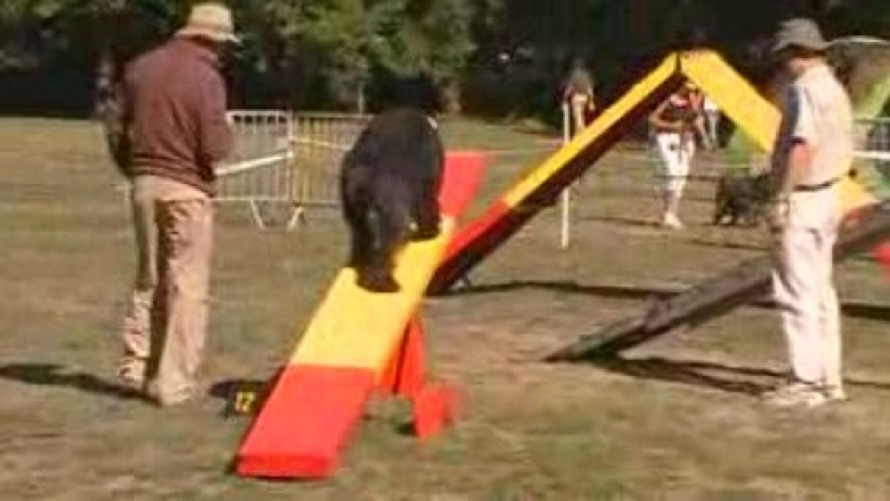 Agility avec le bouvier des Flandres Unix de Lage Baston