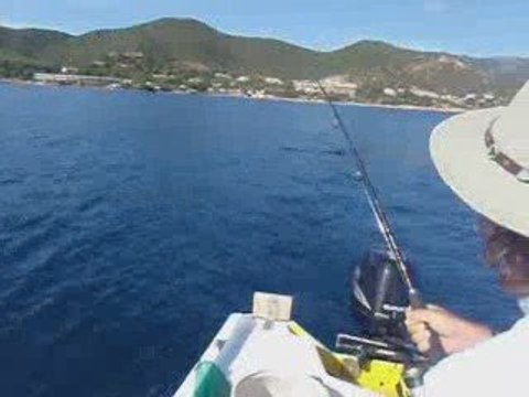 liche à la traine en corse sur Ajaccio