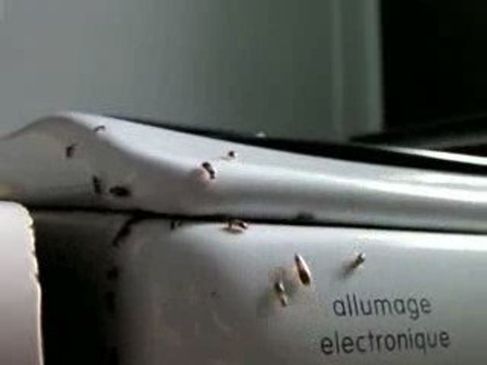 Les cafards sortent du four à Beauvais, blattes,