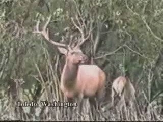 ...Un Cerf Chasse Un Chasseur...