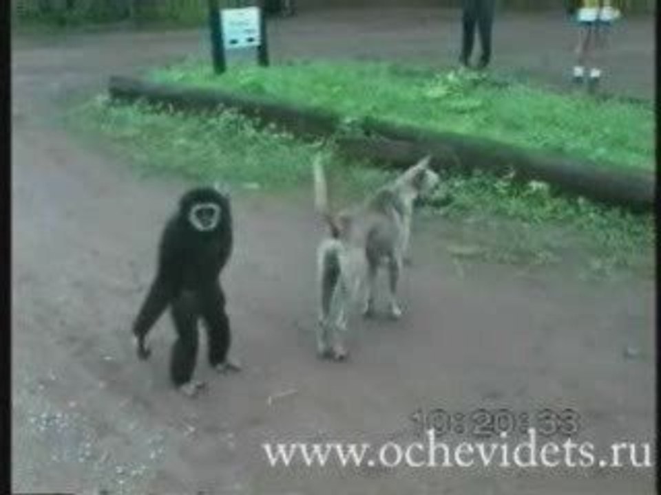 Un Singe qui joue avec un Chien
