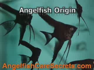 10 Aglefish Facts You'd Probably Be Dying to Know