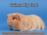 Guinea Pig Breeders - Guide to Successful Breeding