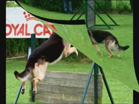 concours d'obeissance sailly 2009