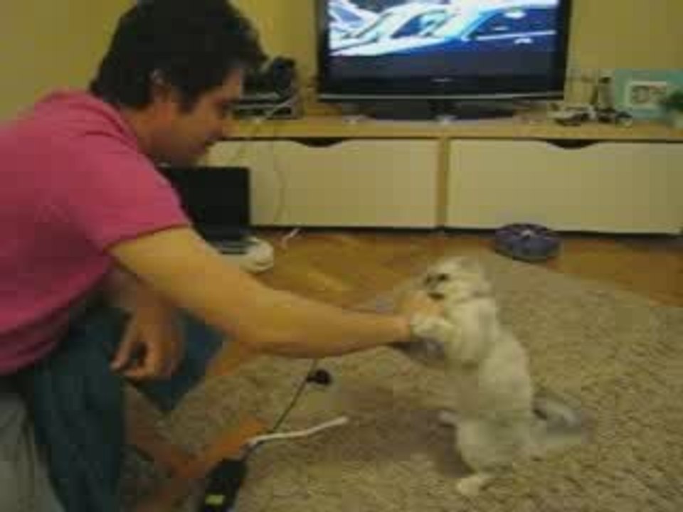 Çift yumruklu kedi pofi