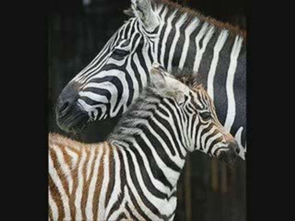 Lamarck