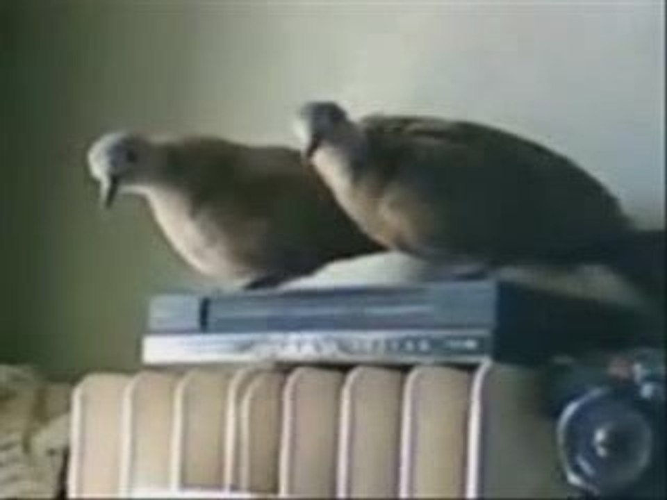 jack et sa bien-aimée