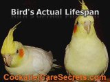 Cockatiel Bird - Getting to Know Cockatiels and Their Care