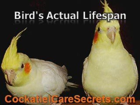 Cockatiel Bird - Getting to Know Cockatiels and Their Care