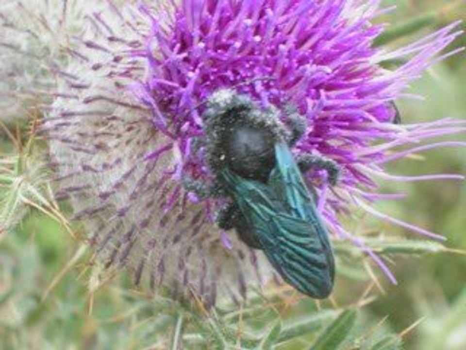LES INSECTES DE NOS CAMPAGNES
