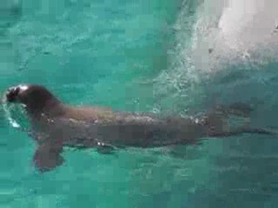 phoque a l'aquarium du quebec