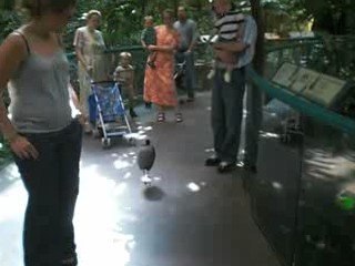 oiseau en liberté au biodome de montreal