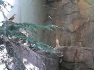 les lynx au biodome de montreal