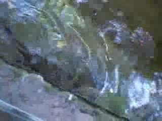 les loutres au biodome de montreal