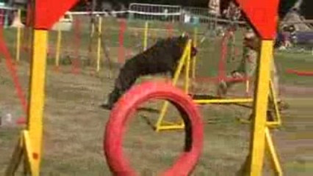 bouvier des Flandres Unix de Lage Baston et Hervé