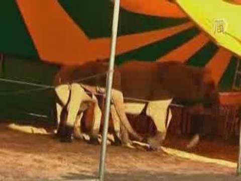 Международный цирковой фестиваль проходит в Москве