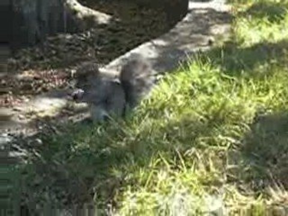 ecureuil de trés prés au jardin botanique