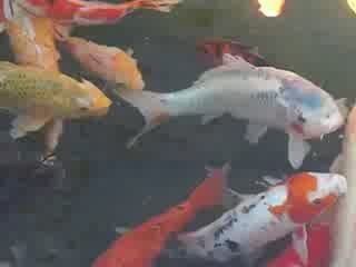 poissons au jardin botanique