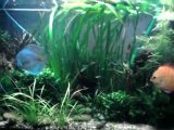 mon aquarium avec discus