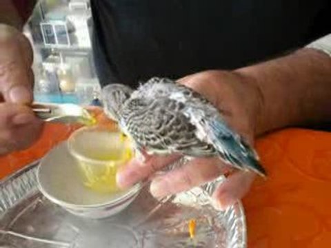 Titi 26 jours repas cuillère