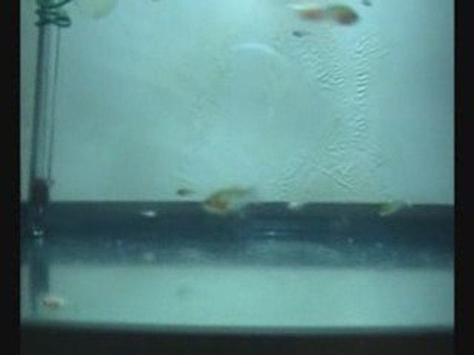 alevins betta 3semaines