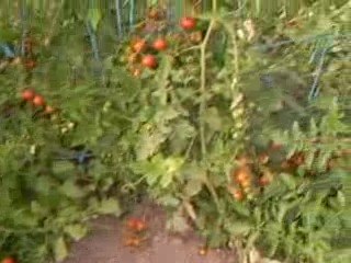 mon jardin