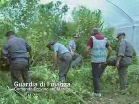 Scoperta azienda agricola dedita alla marijuana - a cura di