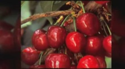 Foods that cause gout attacks