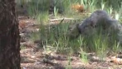 Voyage Yellowstone Jour j+3 (33)