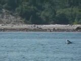 Baleines au Canada