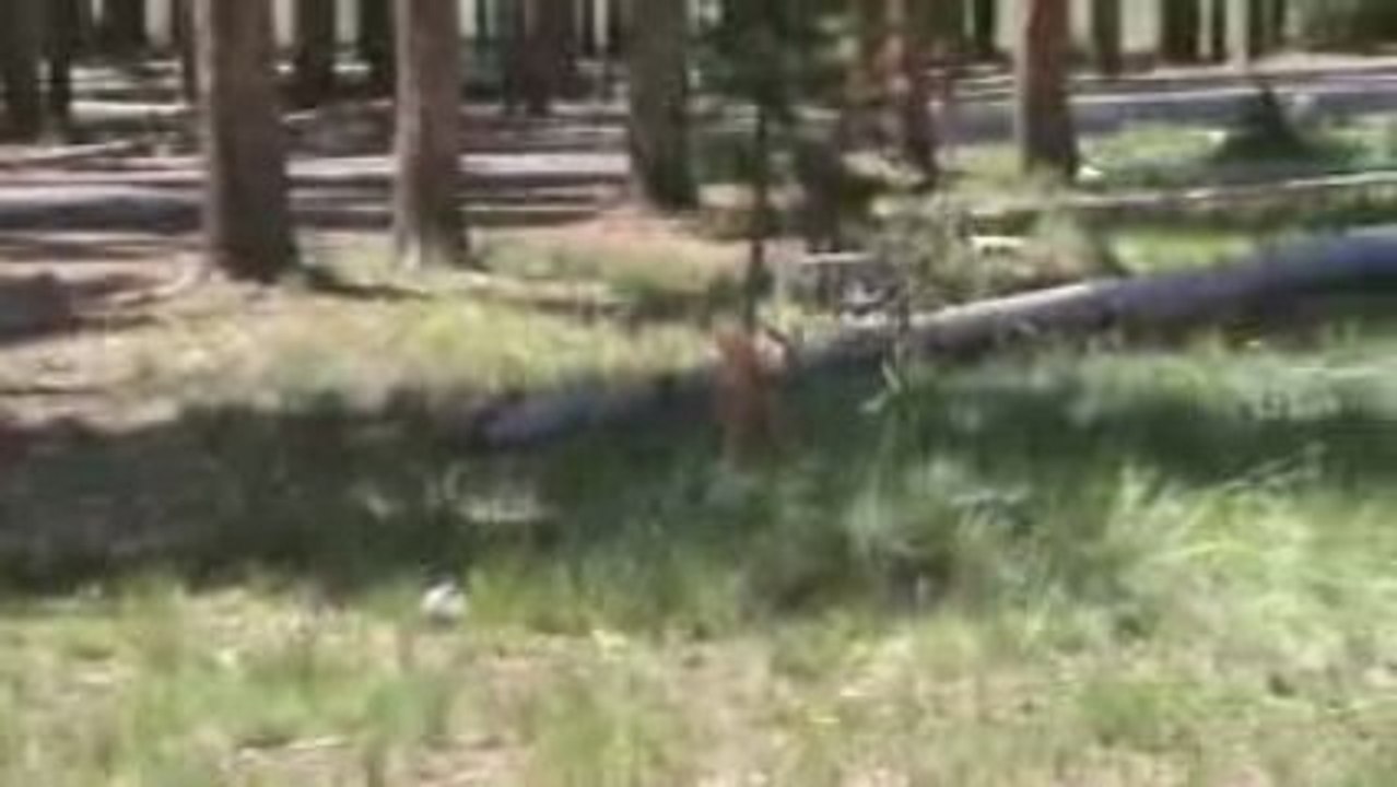 Voyage Yellowstone Jour j+3 (34)