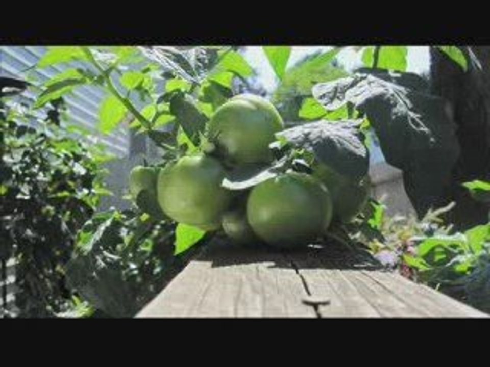 6 Days of Summer Tomatoes