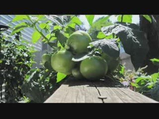 6 Days of Summer Tomatoes