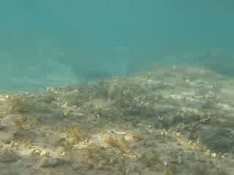 Les fonds marins de Karfas, Chios, Greece
