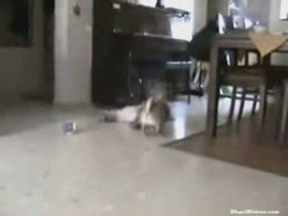 Baby Can't Escape Puppy