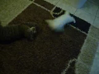 Mes Deux chats s'amusent