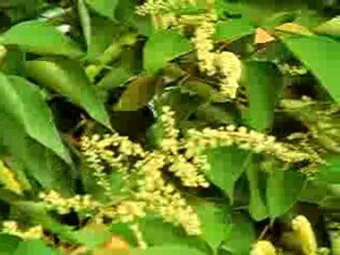 HOTEL INTER-CONTINENTAL HONG Discover