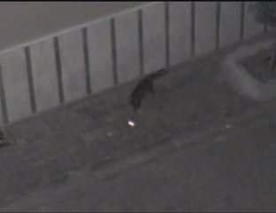 Sercan ŞANLI [ Kedi Show ]