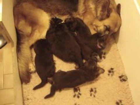 Chiots bergers allemands 16 jours