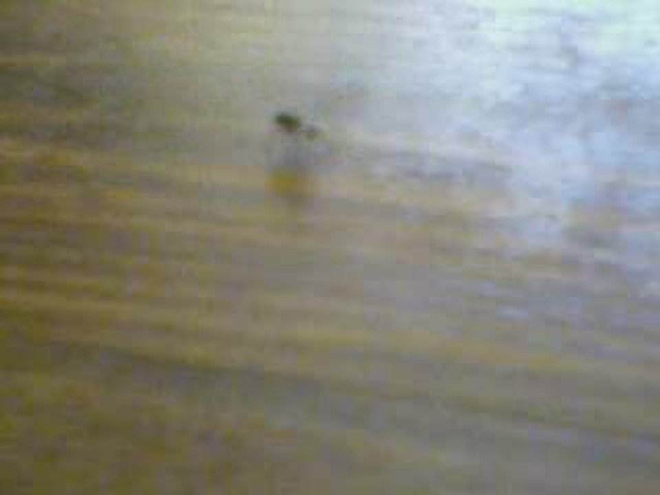 la mouche