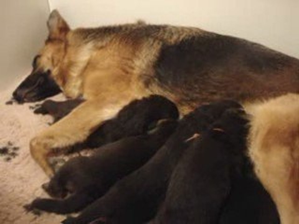 Chiots bergers allemands 16 jours