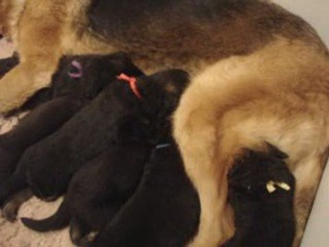 Chiots bergers allemands 16 jours