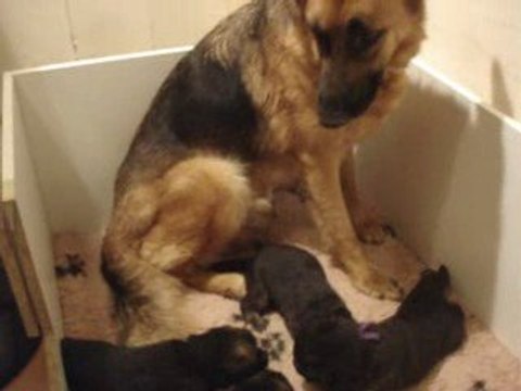 Chiots bergers allemands 16 jours