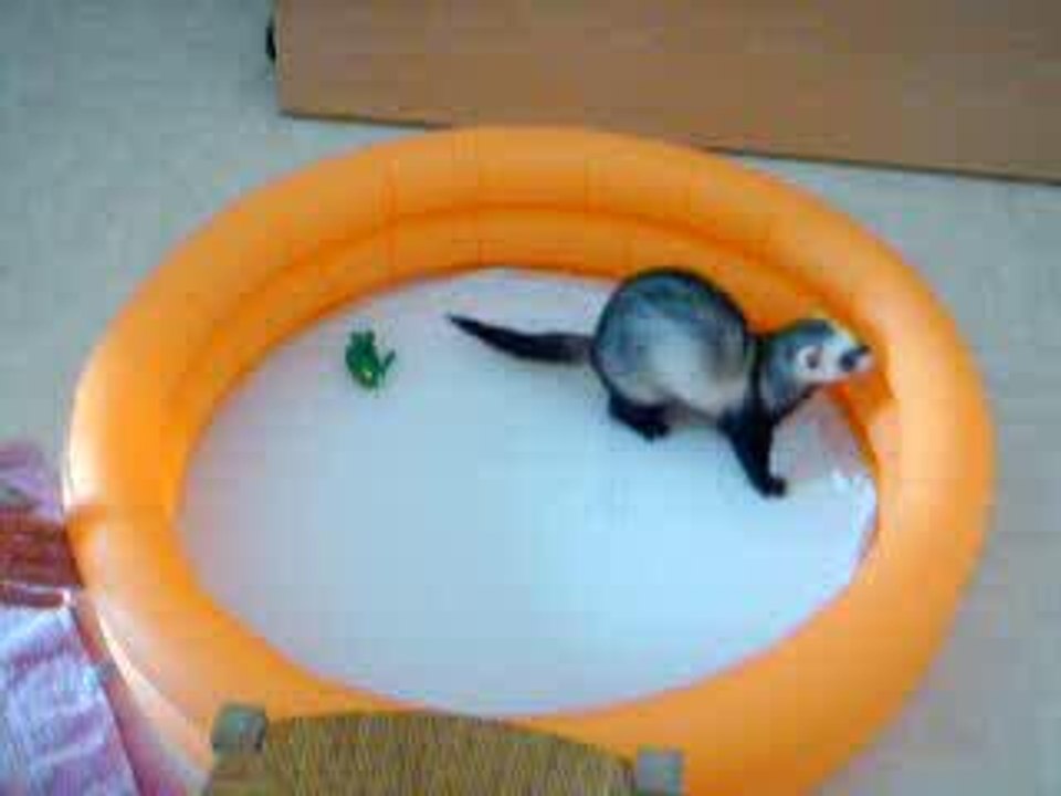 Bonbon mon furet a la piscine!!!!