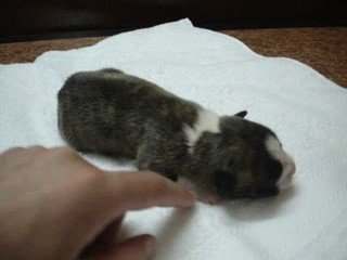 Chiot Américan Staf mâle n°2 porté de Balia et Paky's Barryo