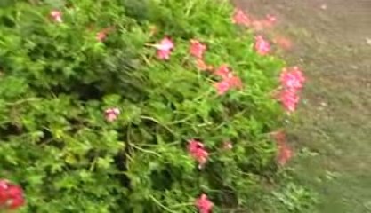 Chiant comme la pluie