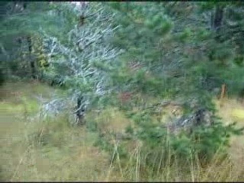 CHASSE SANGLIER DES ARIEGEOIS