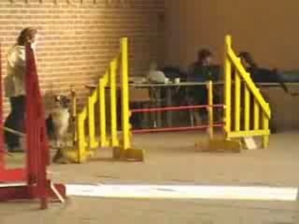 Utopie - Agility (salle Lourches) - 10/05 - Mastaing