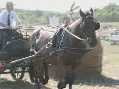 Vigneux : fête du cheval 2009