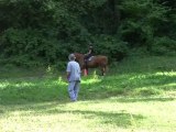 Les lévriers Sloughis et les chevaux